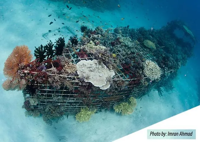Reef Seen Divers' Pemuteran (Bali)