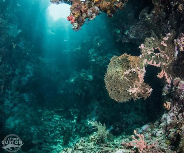 Reef Seen Divers' *
