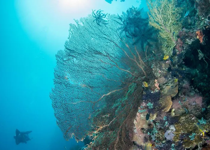 Reef Seen Divers' Resort *