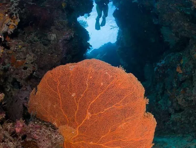 Reef Seen Divers' Pemuteran (Bali)