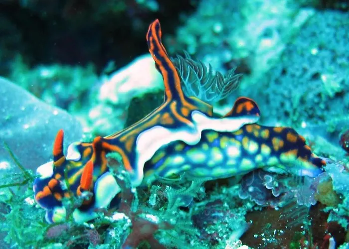 Reef Seen Divers' Resort