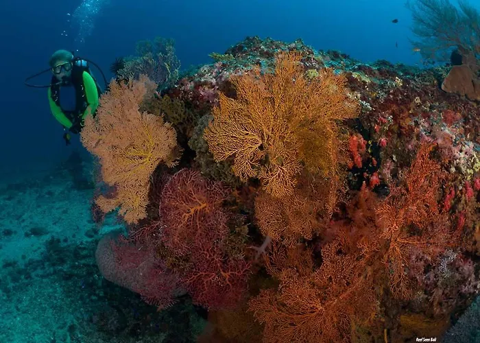 Resort Reef Seen Divers' *